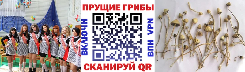 наркота  Зея  Псилоцибиновые грибы прущие грибы 